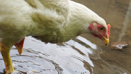Fette, weißgefiederte Dorfhühner tranken aus Wasserpfützen