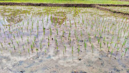 rangées de plants de riz encore verts, pas encore prêts à être récoltés dans les rizières