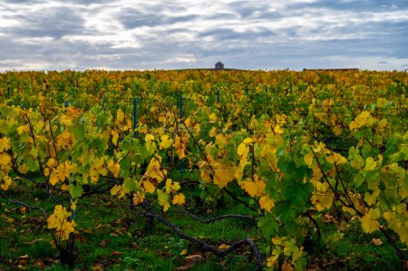 Foto de Colorido paisaje otoñal con grandes viñedos amarillos cru chardonnay en Cramant, región Champagne, Francia Cultivo de uva de vino blanco chardonnay en suelos calcáreos de Cote des Blancs. - Imagen libre de derechos