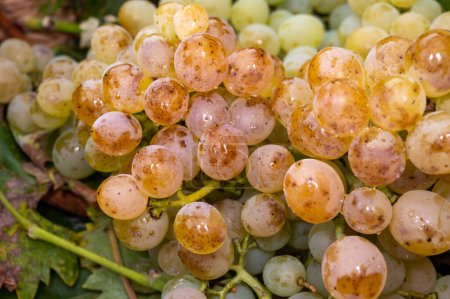 Ripe organic riesling wine grapes close up, harvest on vineyards in Germany, making of white dry bio wines