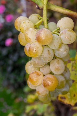 Foto de Vino de riesling ecológico maduro uvas de cerca colgando de la planta de uva, cosecha en viñedos en Alemania, elaboración de vinos biológicos secos blancos - Imagen libre de derechos