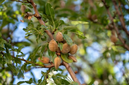 Ripe almonds nuts on almond tree ready to harvest in orchard, close up