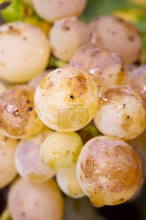 Téléchargez les photos : Raisins de vin de riesling bio mûrs en gros plan suspendus au raisin, vendanges sur vignobles en Allemagne, élaboration de vins biologiques secs blancs - en image libre de droit