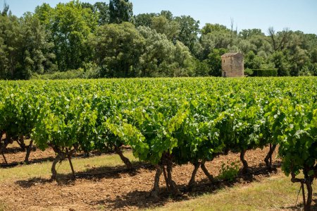 Foto de Rows of green grapevines growing on pebbles on vineyards near Lacoste and Bonnieux villages in Luberon, Provence, France - Imagen libre de derechos