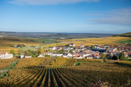 Photo for Colorful autumn landscape with yellow grand cru chardonnay vineyards in Cramant, region Champagne, France Cultivation of white chardonnay wine grape on chalky soils of Cote des Blancs. - Royalty Free Image