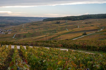 Foto de Autuimn vista sobre coloridos viñedos de champán después de la cosecha en la aldea Hautvillers cerca de Epernay, Champange, Francia - Imagen libre de derechos