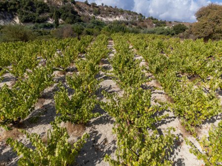 Photo for Wine production on Cyprus near Omodos, rows of grape plants on vineyards with ripe white wine grapes ready for harvest - Royalty Free Image