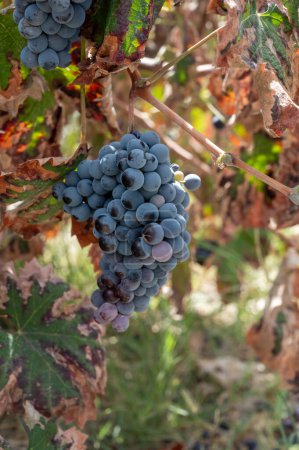 Photo for Wine production on Cyprus, ripe blue black purple wine grapes ready for harvest - Royalty Free Image