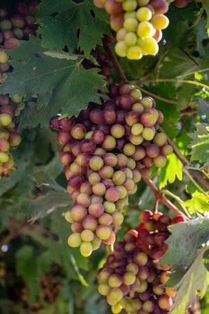 Photo for Bunches of pink ripening table grapes berries hanging down from pergola in garden on Cyprus, healthy food - Royalty Free Image