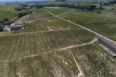 Téléchargez les photos : Aerial view on green vineyards and villages near Mont Brouilly, wine appellation Cote de Brouilly beaujolais wine making area along Beaujolais Wine Route,  France - en image libre de droit