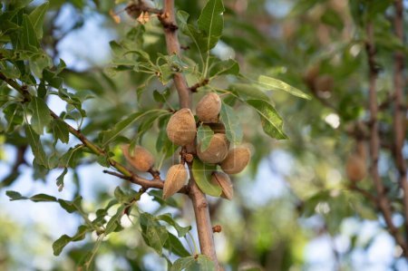 Ripe almonds nuts on almond tree ready to harvest in orchard, close up