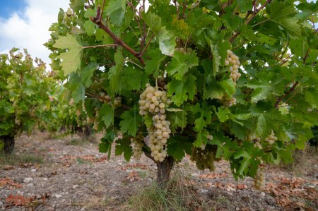 Photo for Wine production on Cyprus, ripe white wine grapes ready for harvest - Royalty Free Image