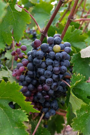 Photo for Wine production on Cyprus, ripe blue black purple wine grapes ready for harvest - Royalty Free Image