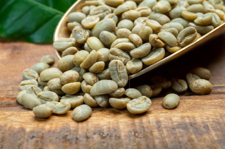 Grüne Kaffeebohnen aus der südamerikanischen Kaffeeanbauregion, aus Kolumbien und Brasilien mit Bergketten und idealem Klima für den Kaffeeanbau, aus nächster Nähe