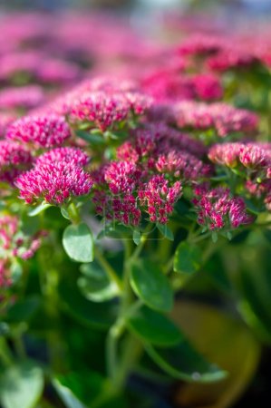 Photo for Winter blossoming garden plant, pink flowers of sedum ornamental plant, close up - Royalty Free Image