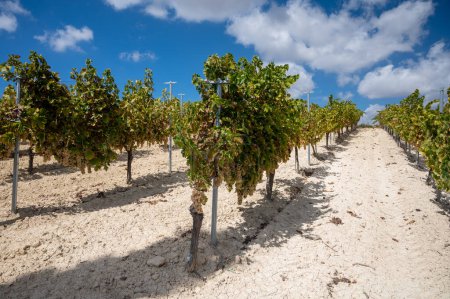 Photo for Wine production on Cyprus near Omodos, white chalk soil and rows of grape plants on vineyards with ripe white wine grapes ready for harvest - Royalty Free Image
