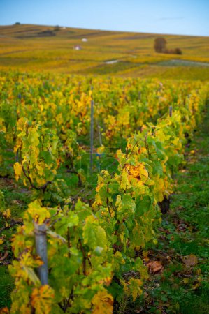 Photo for Colorful autumn landscape with yellow grand cru chardonnay vineyards in Cramant, region Champagne, France Cultivation of white chardonnay wine grape on chalky soils of Cote des Blancs. - Royalty Free Image