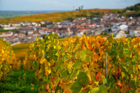 Foto de Vista otoñal de coloridos viñedos de Champagne cerca del Moulin de Verzenay, pinot noir plantas de uva después de la cosecha en Montagne de Reims cerca de Verzenay, Champagne, vinificación en el norte de Francia - Imagen libre de derechos