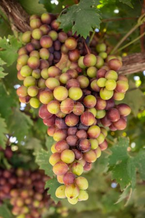 Photo for Bunches of pink ripening table grapes berries hanging down from pergola in garden on Cyprus, healthy food - Royalty Free Image