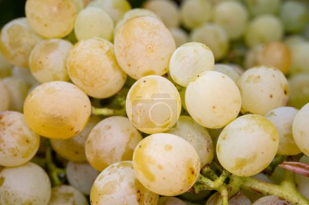Foto de Vino de riesling ecológico maduro de cerca, cosecha en viñedos en Alemania, elaboración de vinos biológicos secos blancos - Imagen libre de derechos