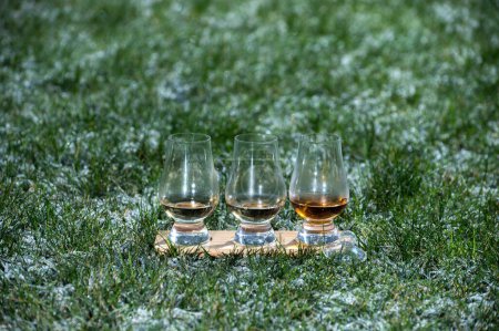 Glasses of ice cold Scotch single malt or blended whisky on white frosted green grass, cold winter in Scotland