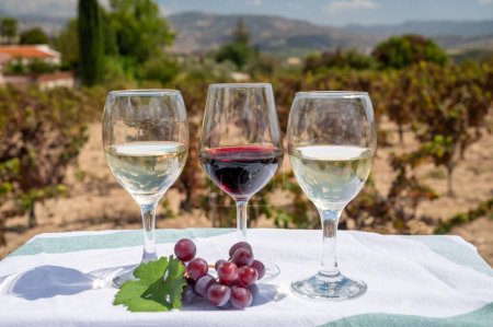 Photo for Tasting of red and white wines on vineyards of Cyprus. Wine production on Cyprus, tourists wine route and visiting of wineries. - Royalty Free Image