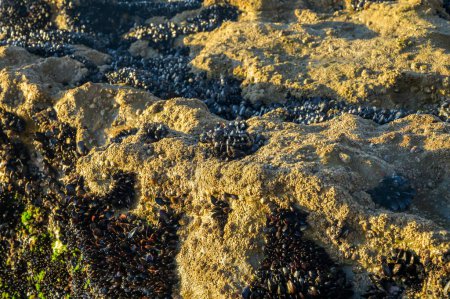 Photo for Colony of mussels edible bivalve molluscs on underwater rocks visible during low tide on sandy Magoito beach, Portugal, Lisbon area - Royalty Free Image