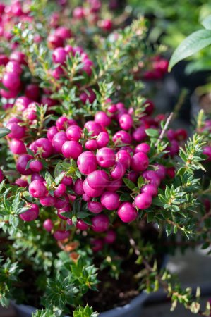 Belle plante de jardin pour l'hiver avec des baies rouges ou roses usine de thé gaultheria gros plan