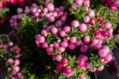 Téléchargez les photos : Belle plante de jardin pour l'hiver avec des baies rouges ou roses usine de thé gaultheria gros plan - en image libre de droit