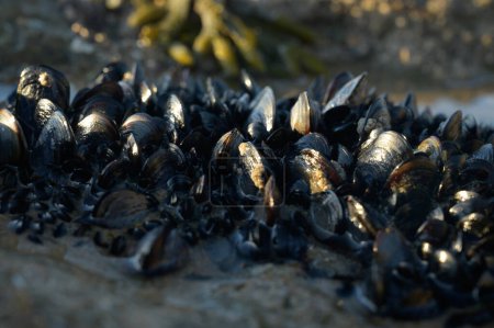 Colony of mussels edible bivalve molluscs on underwater rocks visible during low tide on sandy Magoito beach, Portugal, Lisbon area
