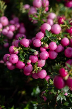 Téléchargez les photos : Belle plante de jardin pour l'hiver avec des baies rouges ou roses usine de thé gaultheria gros plan - en image libre de droit