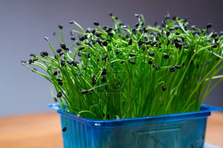 Téléchargez les photos : Alimentation saine, jeunes pousses plantes de ciboulette verte oignon prêt à la consommation croissant dans une boîte en plastique bleu fermer - en image libre de droit