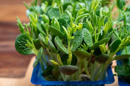 Téléchargez les photos : Alimentation saine, jeunes pousses plantes de cresson de jardin vert et lupin prêt à la consommation croissant dans une boîte en plastique bleu gros plan - en image libre de droit