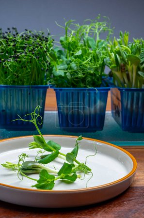Téléchargez les photos : Alimentation saine, jeunes pousses plantes de vert jardin affilla cresson prêt à la consommation croissant dans une boîte en plastique bleu fermer - en image libre de droit