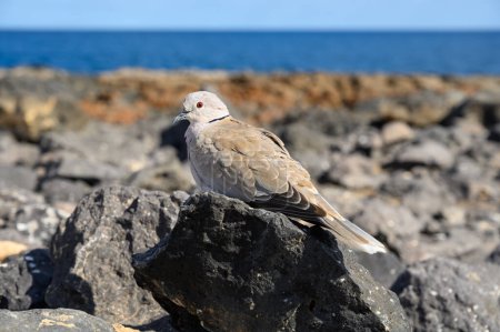 Photo for Wild dove bird sits on dark lava stones on Fuerteventura, Canary Islands, Spain in winter - Royalty Free Image