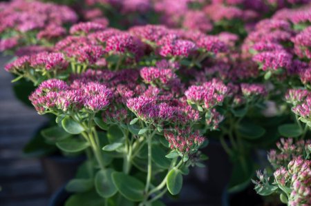 Photo for Winter blossoming garden plant, pink flowers of sedum ornamental plant, close up - Royalty Free Image