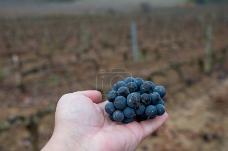 Foto de Ripe and dry bunches of red tempranillo grapes after harvest, vineyards of La Rioja wine region in Spain, Rioja Alavesa in cloudy winter - Imagen libre de derechos