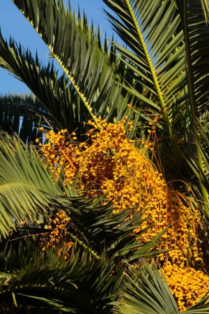 Photo for Date palm tree with fruits and blue sky on background - Royalty Free Image