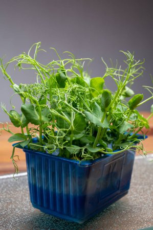 Téléchargez les photos : Alimentation saine, jeunes pousses plantes de vert jardin affilla cresson prêt à la consommation croissant dans une boîte en plastique bleu fermer - en image libre de droit