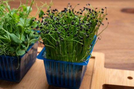 Téléchargez les photos : Alimentation saine, jeunes pousses plantes de ciboulette verte oignon prêt à la consommation croissant dans une boîte en plastique bleu fermer - en image libre de droit