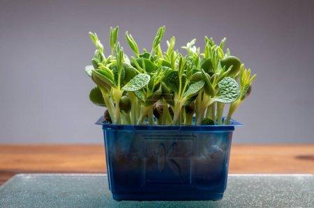 Téléchargez les photos : Alimentation saine, jeunes pousses plantes de cresson de jardin vert et lupin prêt à la consommation croissant dans une boîte en plastique bleu gros plan - en image libre de droit