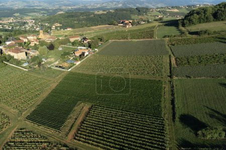 Foto de Wine making region Beaujolais Pierre dorees wioth yellow houses and hilly vineyards, aerial view, France in summer - Imagen libre de derechos