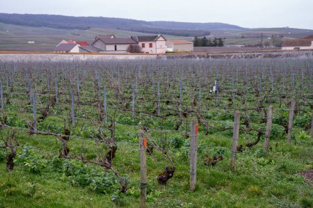 Photo for View of Champagne gran cru vineyards and houses of Bouzy village at winter, France - Royalty Free Image