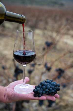 Foto de Tasting of rioja wine, ripe and dry bunches of red tempranillo grapes after harvest, vineyards of La Rioja wine region in Spain, Rioja Alavesa in cloudy winter - Imagen libre de derechos