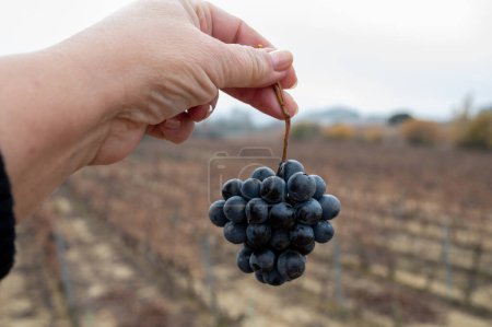 Foto de Ripe and dry bunches of red tempranillo grapes after harvest, vineyards of La Rioja wine region in Spain, Rioja Alavesa in cloudy winter - Imagen libre de derechos