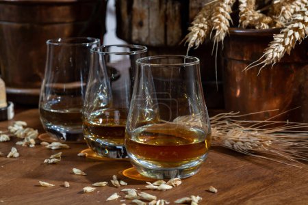 Speyside scotch whisky tasting glasses on old dark wooden vintage table with barley grains close up