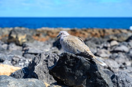 Photo for Wild dove bird sits on dark lava stones on Fuerteventura, Canary Islands, Spain in winter - Royalty Free Image