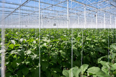Niederländische Bio-Gewächshausfarm mit Reihen von Auberginen mit reifem violettem Gemüse und lila Blüten, Landwirtschaft in den Niederlanden