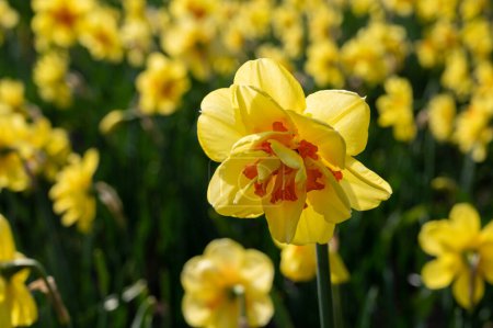 Téléchargez les photos : Printemps hollandais, fleurs de jonquilles jaunes colorées en fleurs dans les champs agricoles en avril près de Lisse, Hollande-Septentrionale, Pays-Bas - en image libre de droit