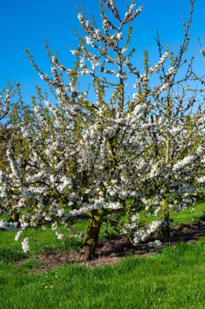Foto de Flor primaveral de cerezos en huerto, región frutal Haspengouw, Sint-Truiden, Bélgica, paisaje natural - Imagen libre de derechos